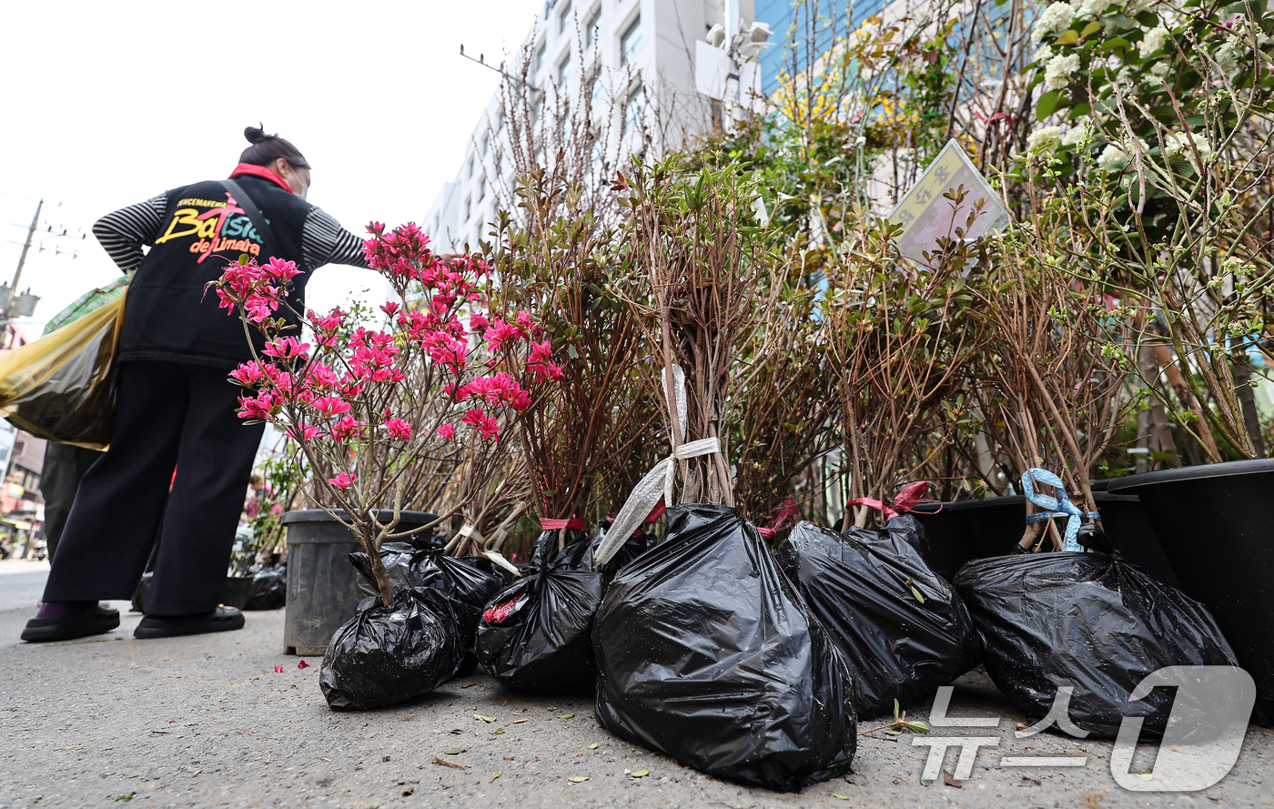 (서울=뉴스1) 김도우 기자 = 식목일인 5일 서울 종로꽃시장을 찾은 시민들이 묘목을 살펴보고 있다. 2026.4.5/뉴스1