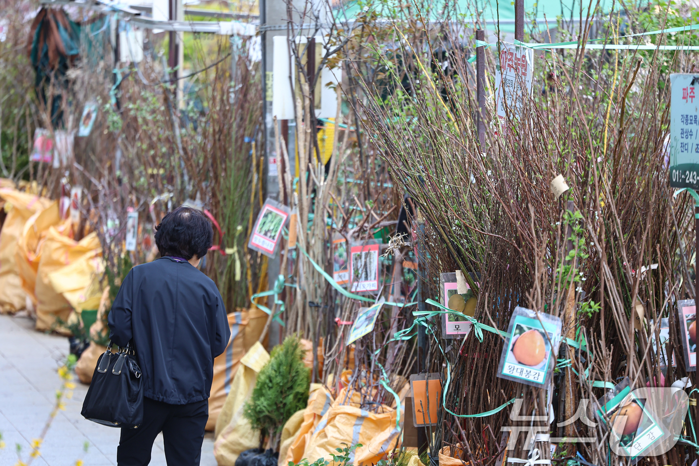 (서울=뉴스1) 김도우 기자 = 식목일인 5일 서울 종로꽃시장을 찾은 시민들이 묘목을 살펴보고 있다. 2026.4.5/뉴스1