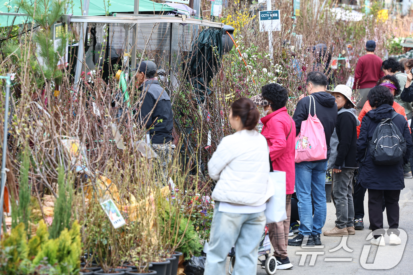 (서울=뉴스1) 김도우 기자 = 식목일인 5일 서울 종로꽃시장을 찾은 시민들이 묘목을 살펴보고 있다. 2026.4.5/뉴스1