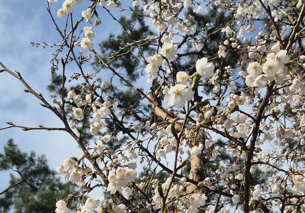 "꽃 보니 진짜 봄 온 것 같아"…경기지역 봄꽃 명소마다 상춘객 북적