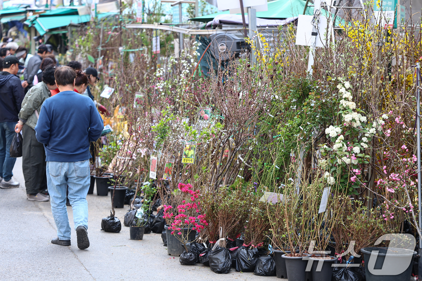 (서울=뉴스1) 김도우 기자 = 식목일인 5일 서울 종로꽃시장을 찾은 시민들이 묘목을 살펴보고 있다. 2026.4.5/뉴스1