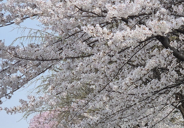 "벚꽃 아래서 찰칵찰칵"…계양 서부간선수로 곳곳서 웃음꽃