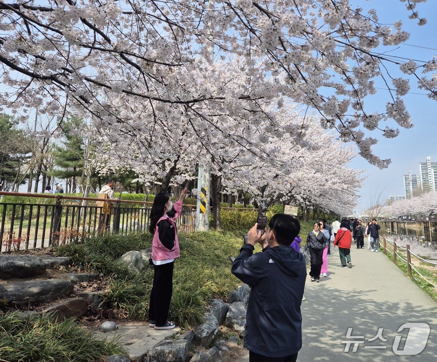 본문 이미지 -  5일 인천 계양구 서부간선수로에 활짝 핀 벚꽃을 구경하고 있는 시민들./뉴스1