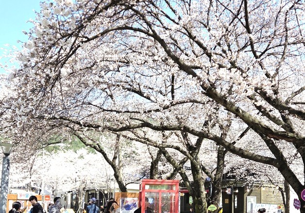 제천 청풍호 벚꽃 개화율 60%…"3일 후 만개"
