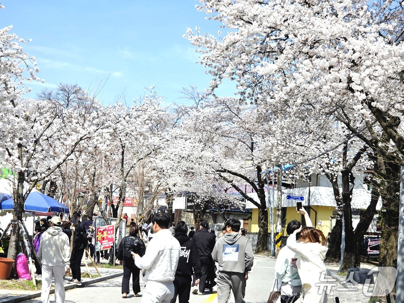 본문 이미지 - 5일 제천 청풍호 벚꽃길.(독자 제공. 재판매 및 DB금지) 