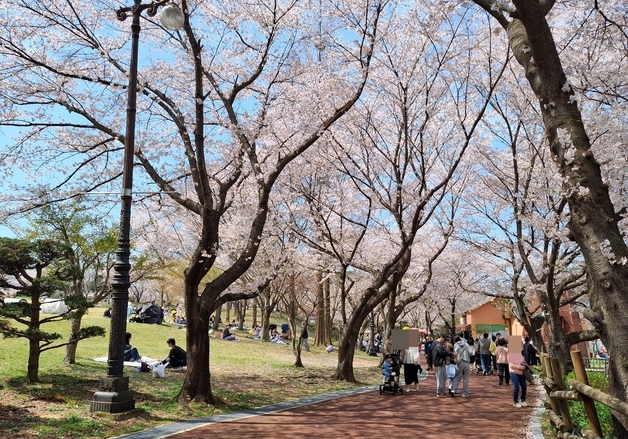 "벚꽃 황홀해"…광주 우치공원·화순 세량지에 상춘객 발길