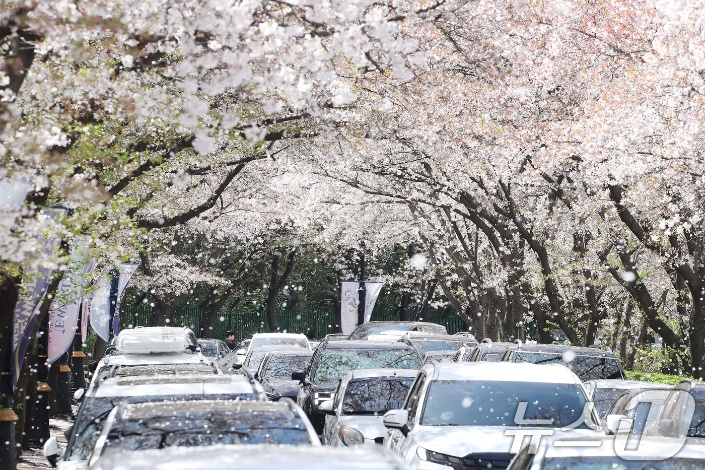 (대구=뉴스1) 공정식 기자 = 벚꽃이 어느새 막바지에 다다른 5일 대구 달서구 테마파크 이월드 83타워 진입로가 상춘객 차량으로 밀리고 있다. 2026.4.5/뉴스1