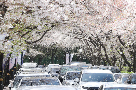 막바지 벚꽃 구경에 밀리는 차량