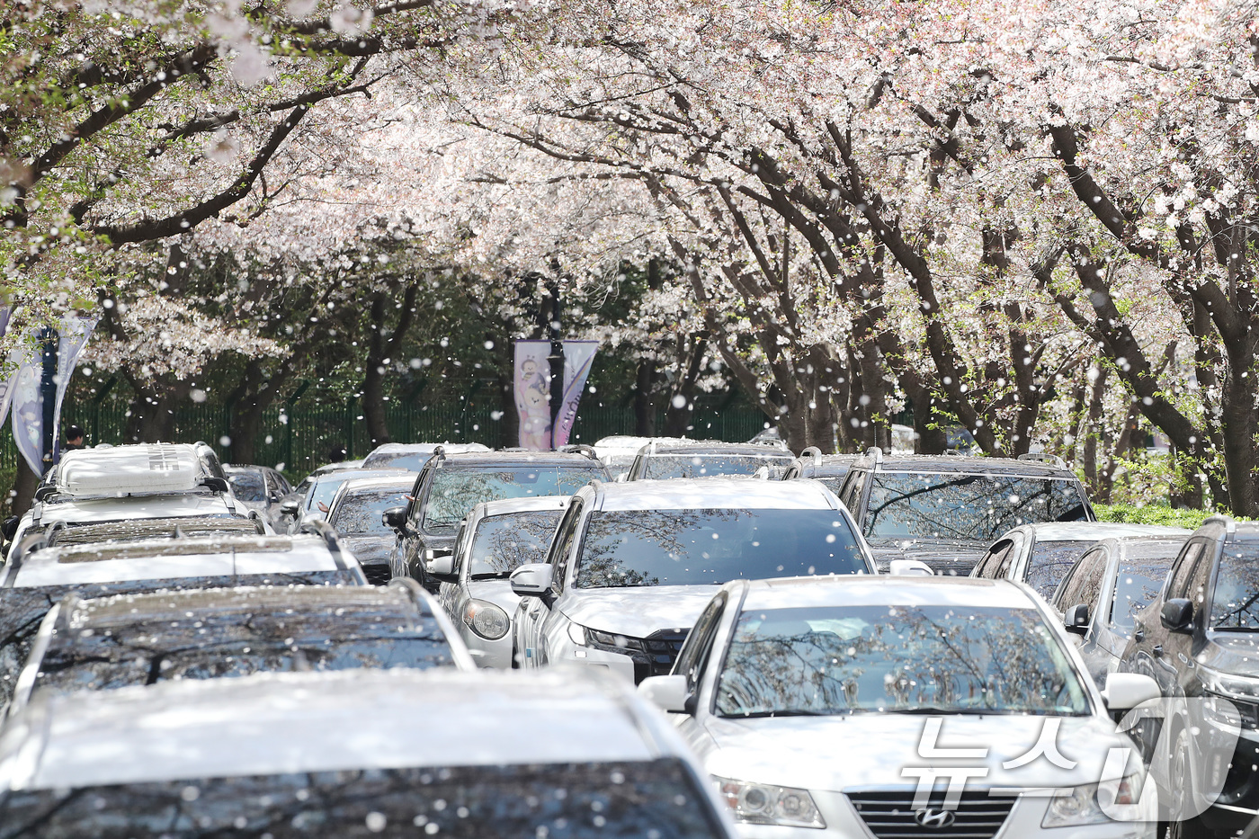 (대구=뉴스1) 공정식 기자 = 벚꽃이 어느새 막바지에 다다른 5일 대구 달서구 테마파크 이월드 83타워 진입로가 상춘객 차량으로 밀리고 있다. 2026.4.5/뉴스1
