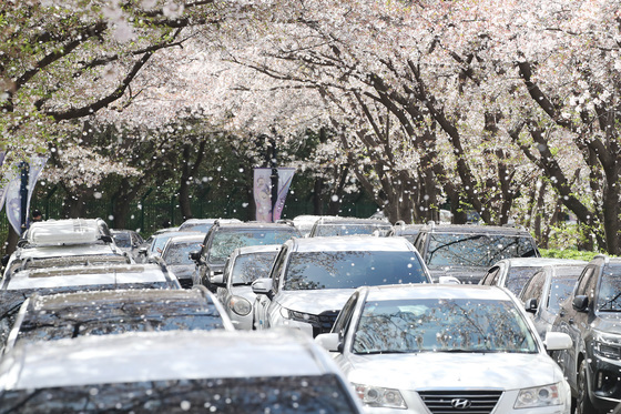 막바지 벚꽃 구경에 밀리는 차량