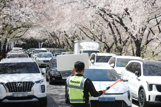 막바지 벚꽃 구경에 밀리는 차량