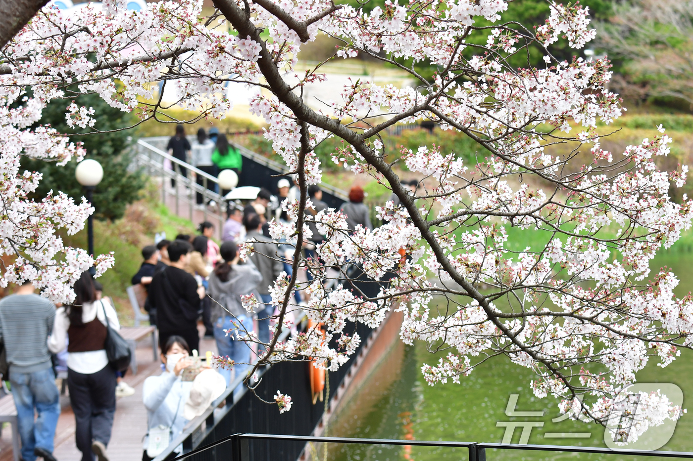 (포항=뉴스1) 최창호 기자 = 5일 경북 포항시 남구 지곡동 영일대 호수공원에서 시민들이 벚꽃나무 아래에서 휴일을 보내고 있다. 2026.4.5/뉴스1