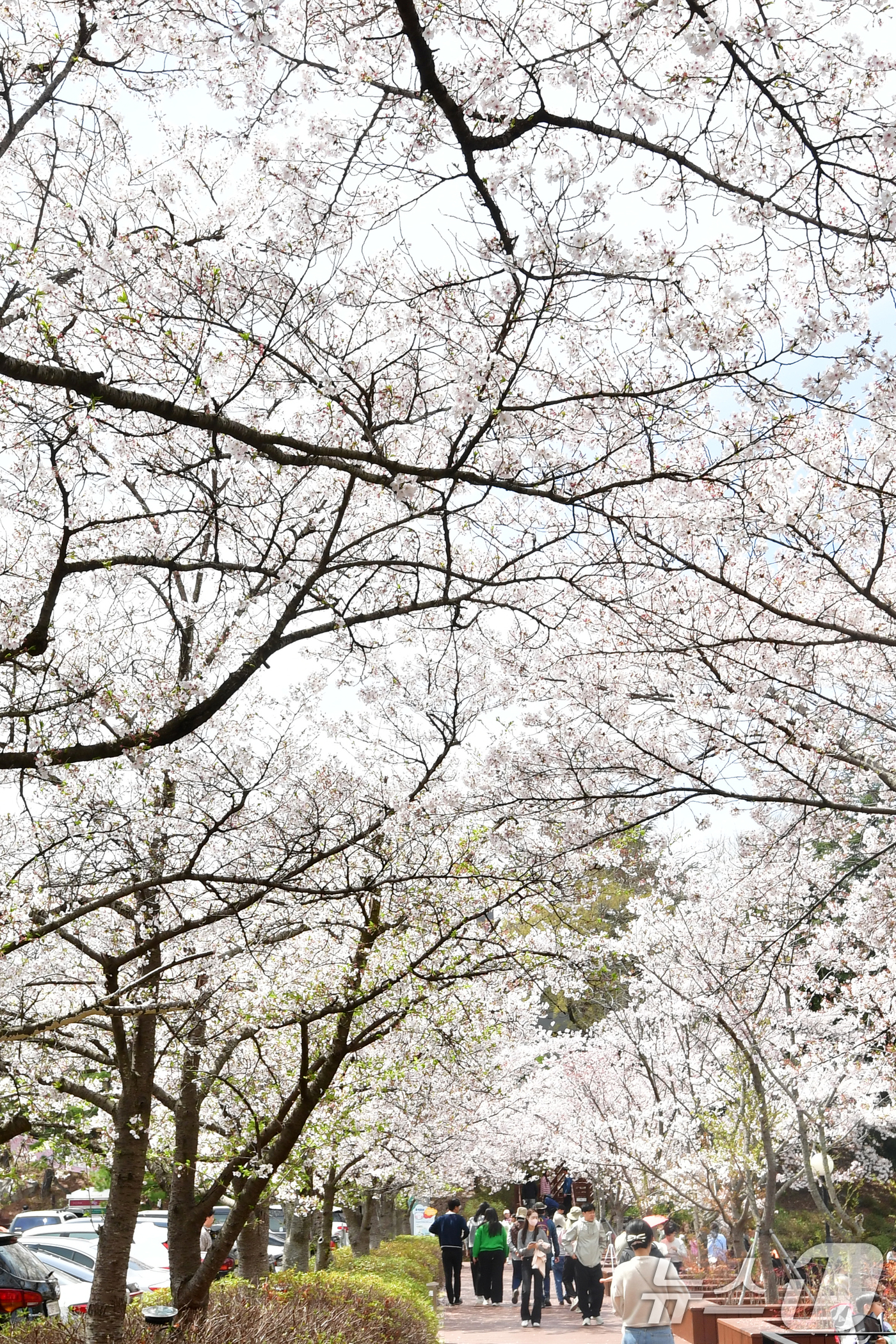 (포항=뉴스1) 최창호 기자 = 5일 경북 포항시 남구 지곡동 영일대 호수공원에서 시민들이 벚꽃나무 아래에서 휴일을 보내고 있다. 2026.4.5/뉴스1