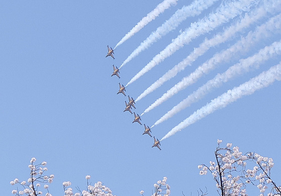 블랙이글스와 벚꽃