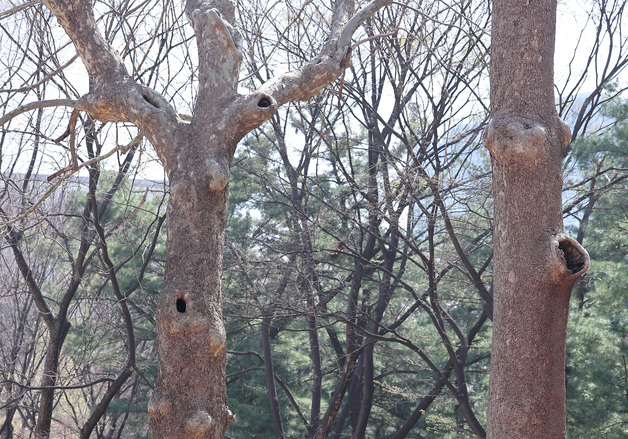 환경단체, 식목일 맞아 나무보호 캠페인