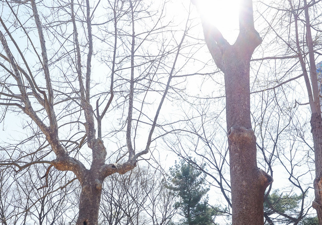 환경단체, 경희궁 나무 보호 캠페인