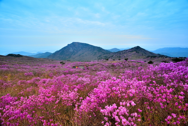 대구 달성군 '30회 비슬산 참꽃문화재'…17~19일