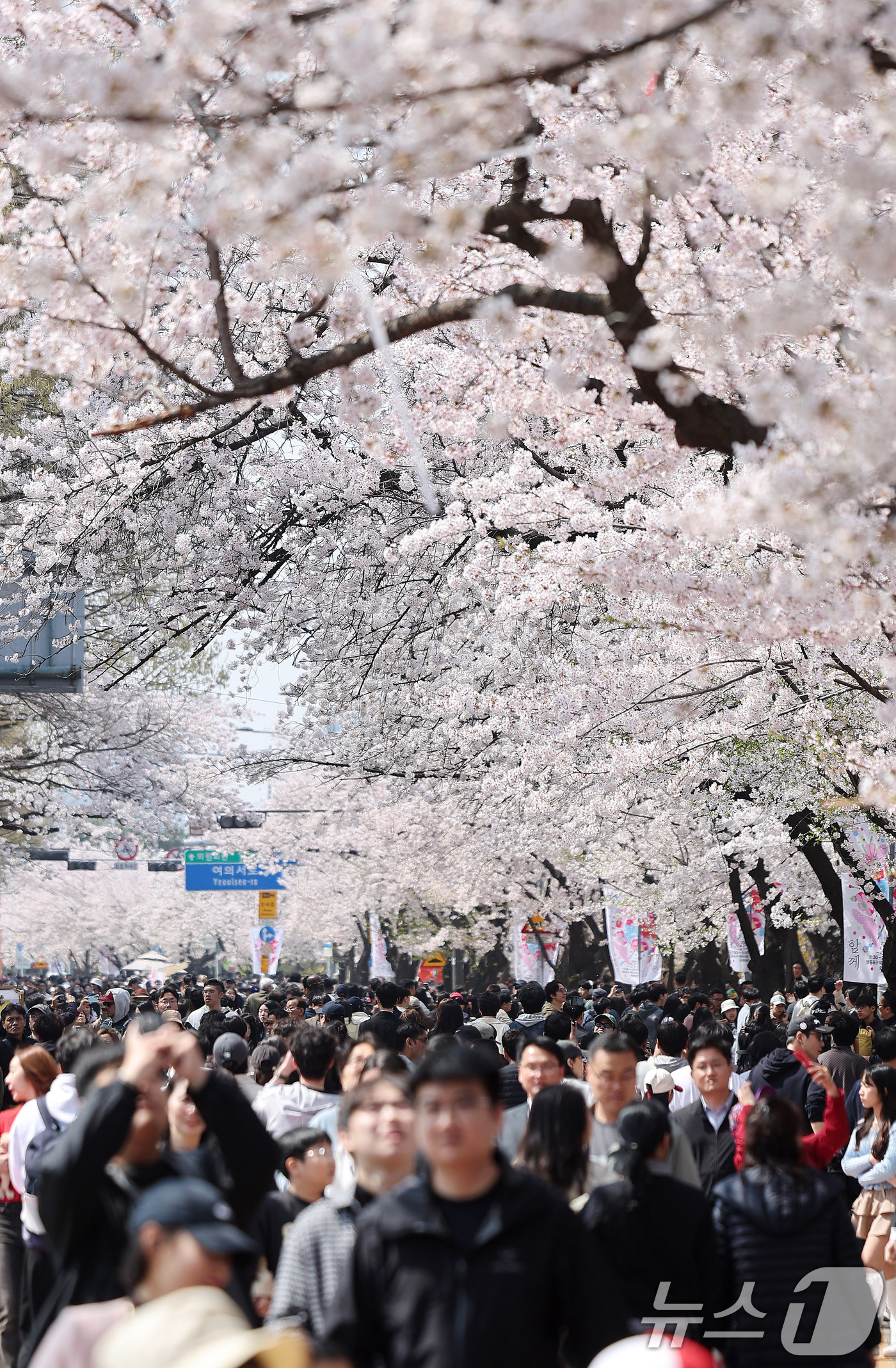 (서울=뉴스1) 박지혜 기자 = 5일 오후 서울 영등포구 윤중로 여의도 봄꽃축제를 찾은 시민들이 벚꽃길을 걸으며 봄날씨를 만끽하고 있다. 2026.4.5/뉴스1