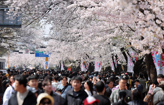 북적이는 여의도 봄꽃축제