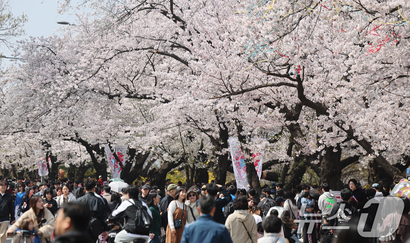 (서울=뉴스1) 박지혜 기자 = 5일 오후 서울 영등포구 윤중로 여의도 봄꽃축제를 찾은 시민들이 벚꽃길을 걸으며 봄날씨를 만끽하고 있다. 2026.4.5/뉴스1