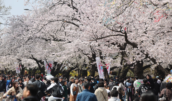 벚꽃 만개한 윤중로