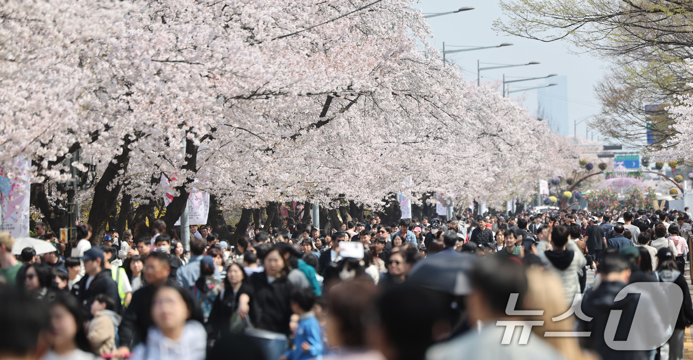 (서울=뉴스1) 박지혜 기자 = 5일 오후 서울 영등포구 윤중로 여의도 봄꽃축제를 찾은 시민들이 벚꽃길을 걸으며 봄날씨를 만끽하고 있다. 2026.4.5/뉴스1
