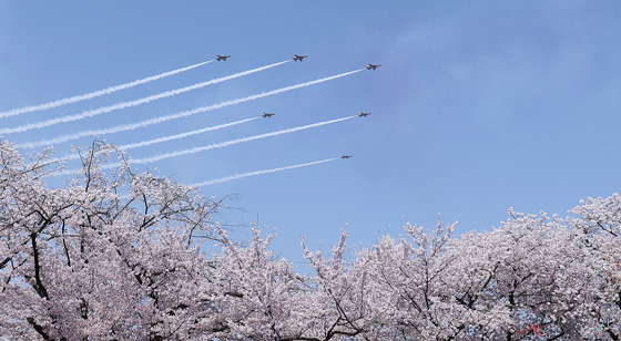 벚꽃 그리고 블랙이글스