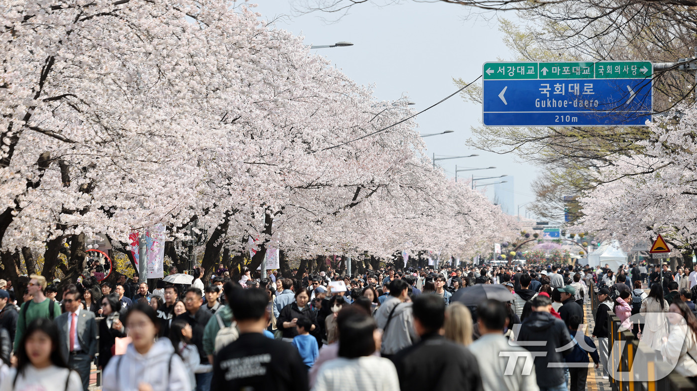 (서울=뉴스1) 박지혜 기자 = 5일 오후 서울 영등포구 윤중로 여의도 봄꽃축제를 찾은 시민들이 벚꽃길을 걸으며 봄날씨를 만끽하고 있다. 2026.4.5/뉴스1