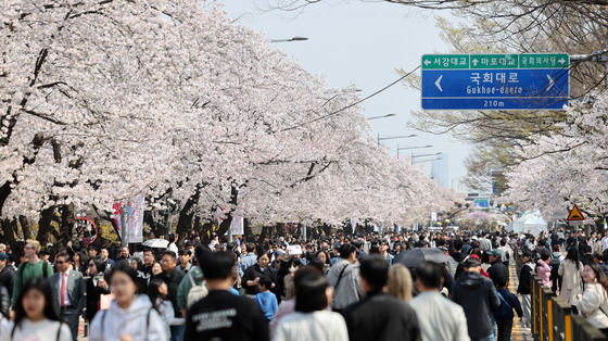 벚꽃 만개한 윤중로