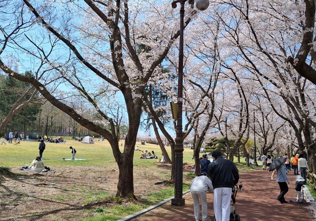 "벚꽃 황홀해"…광주 우치공원·화순 세량지에 상춘객 발길