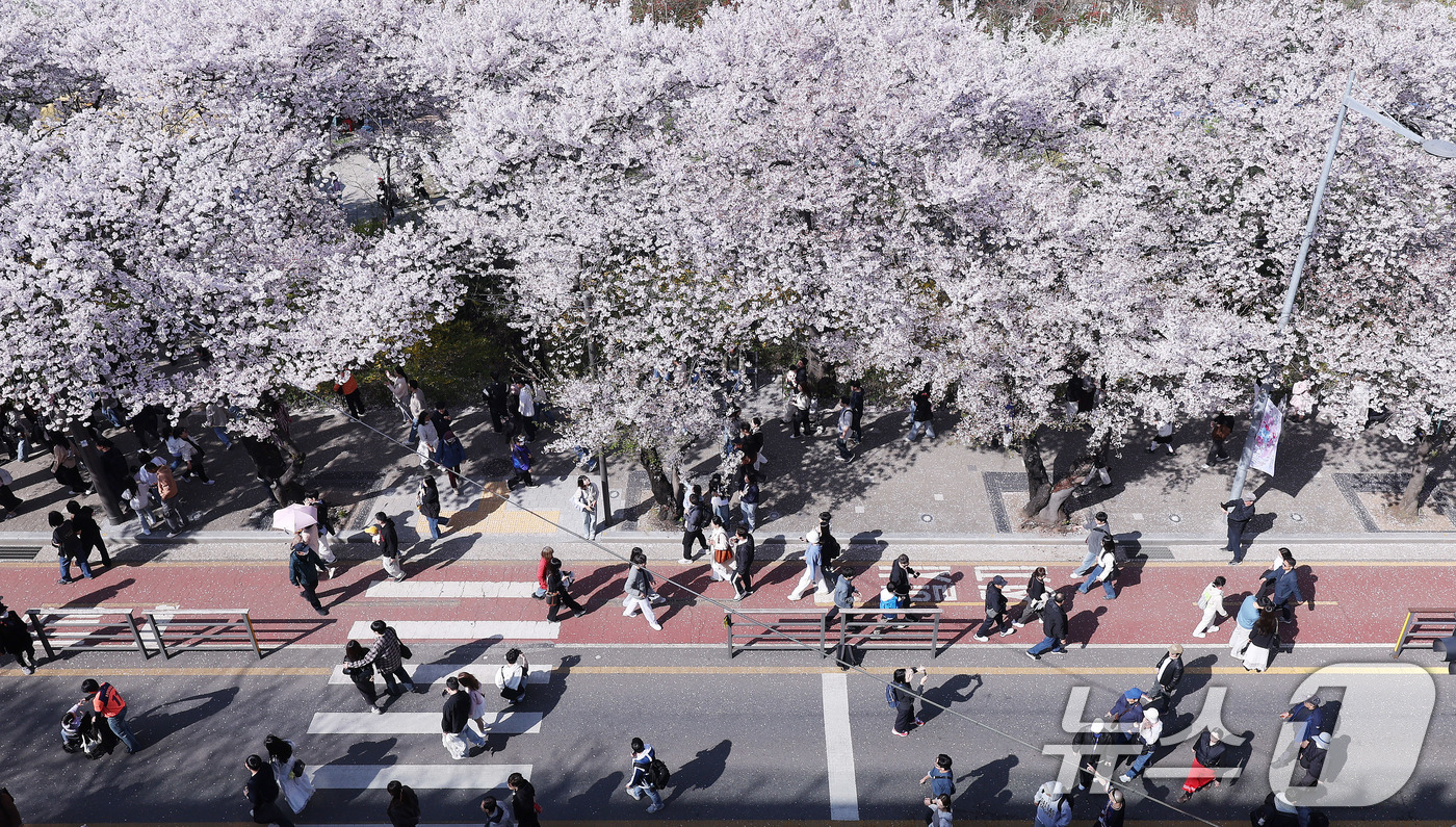 (서울=뉴스1) 박지혜 기자 = 5일 오후 서울 영등포구 윤중로 여의도 봄꽃축제를 찾은 시민들이 봄날씨를 만끽하고 있다. 2026.4.5/뉴스1