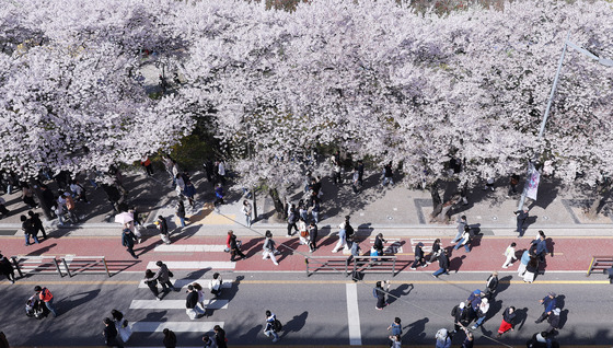 벚꽃 만개한 윤중로