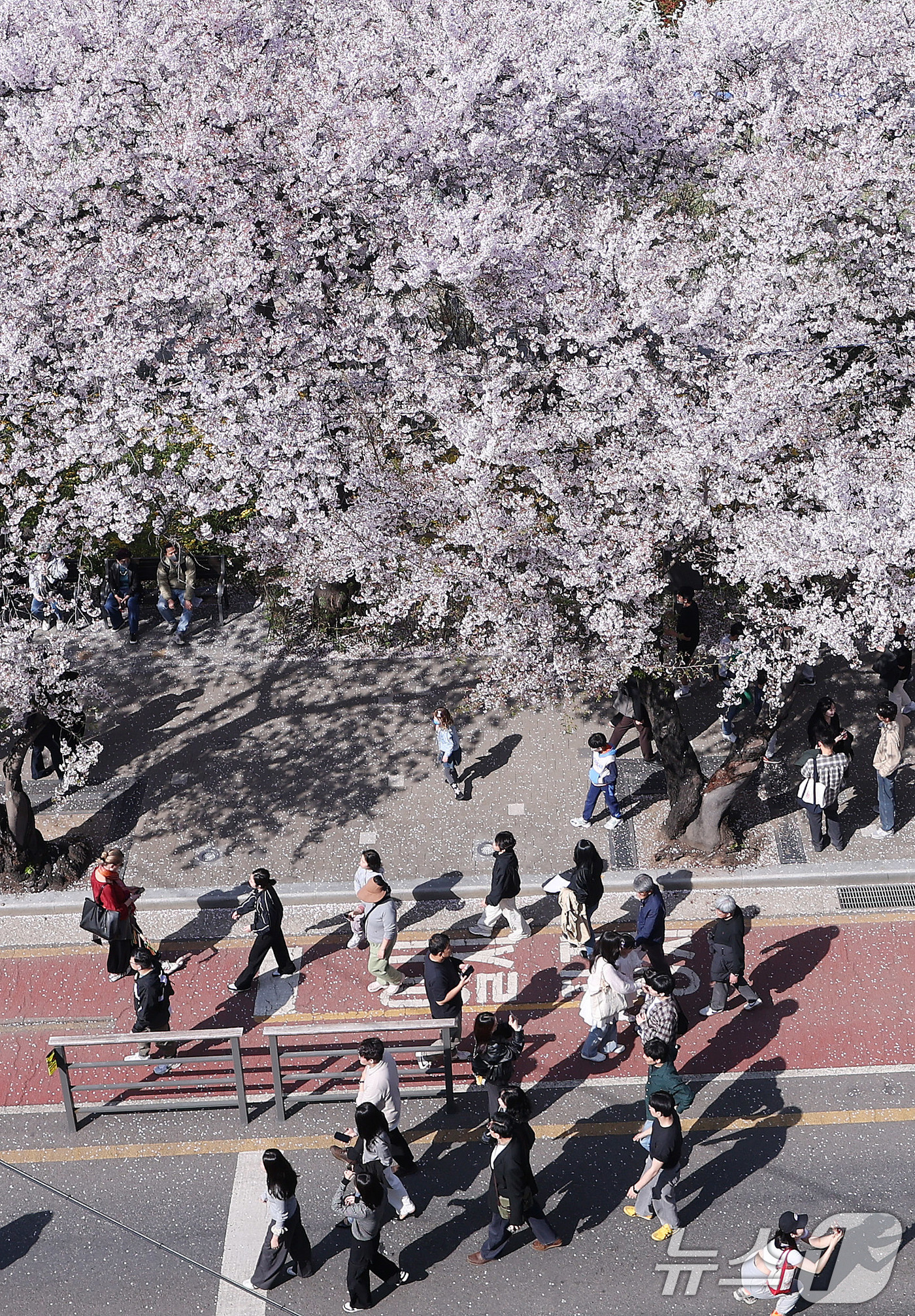 (서울=뉴스1) 박지혜 기자 = 5일 오후 서울 영등포구 윤중로 여의도 봄꽃축제를 찾은 시민들이 봄날씨를 만끽하고 있다. 2026.4.5/뉴스1