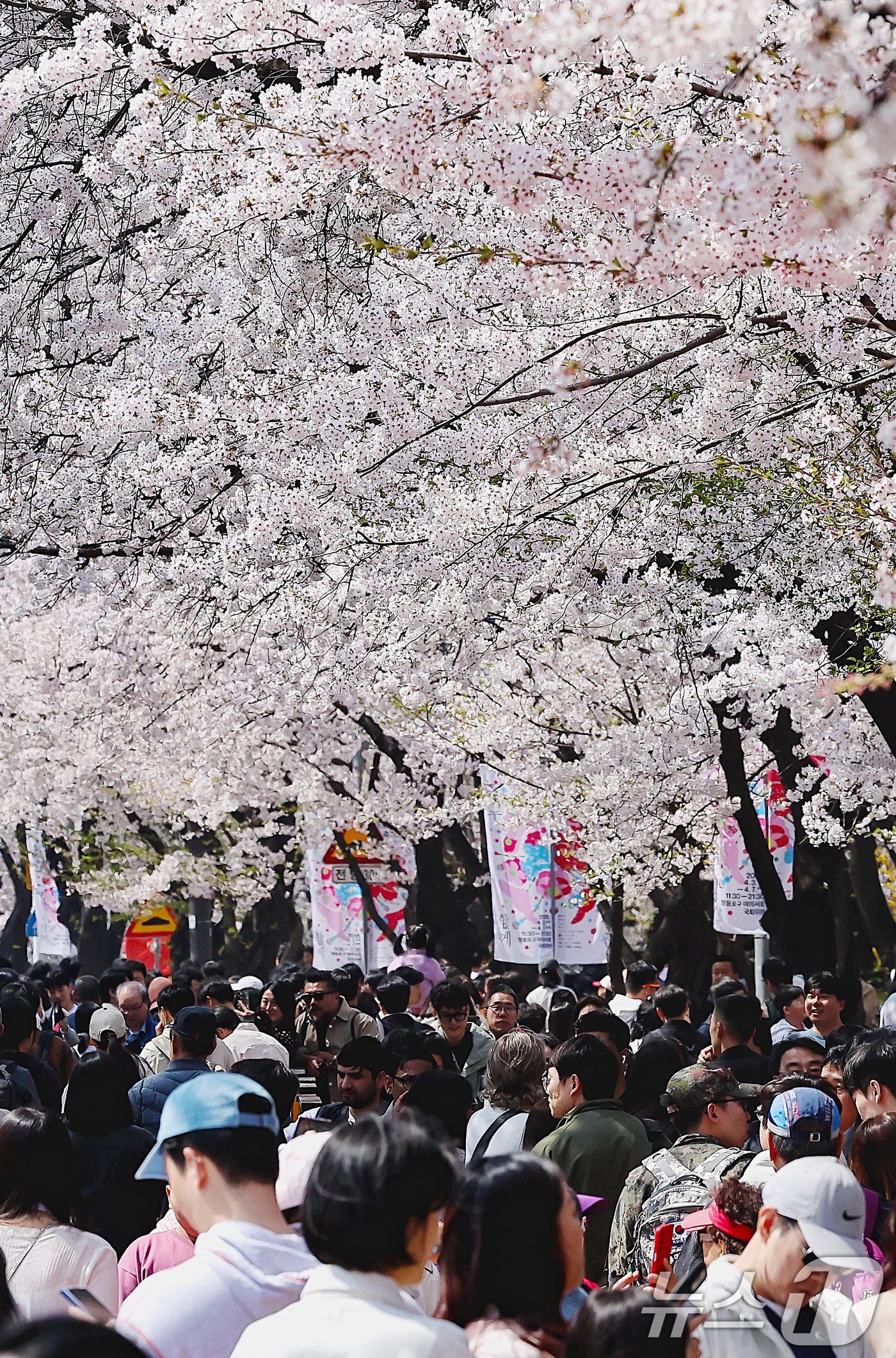 (서울=뉴스1) 조연우 인턴기자 = 5일 오후 서울 영등포구 '2026 여의도 봄꽃축제'를 찾은 시민들이 만개한 벚꽃을 구경하고 있다. 2026.4.5/뉴스1