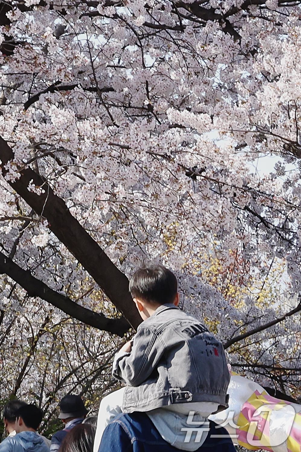 (서울=뉴스1) 조연우 인턴기자 = 5일 오후 서울 영등포구 '2026 여의도 봄꽃축제'를 찾은 시민들이 만개한 벚꽃을 구경하고 있다. 2026.4.5/뉴스1