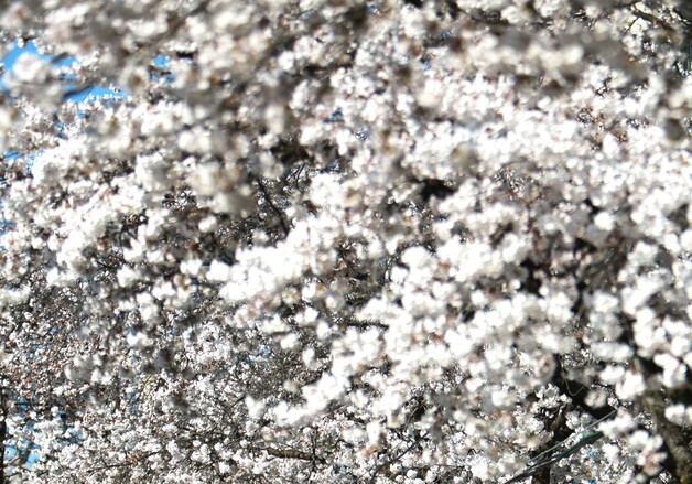 제천 청풍호반 둘러싼 벚꽃길…봄 정취 만끽한 상춘객