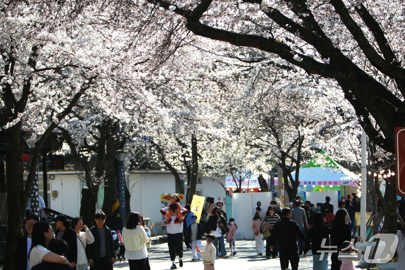 본문 이미지 - 충북 제천시 청풍면 물태리 일원에서 벚꽃이 개화해 나들이 객들이 봄을 즐겼다. 2026. 4.5 ⓒNews1 /뉴스1 손도언 기자  