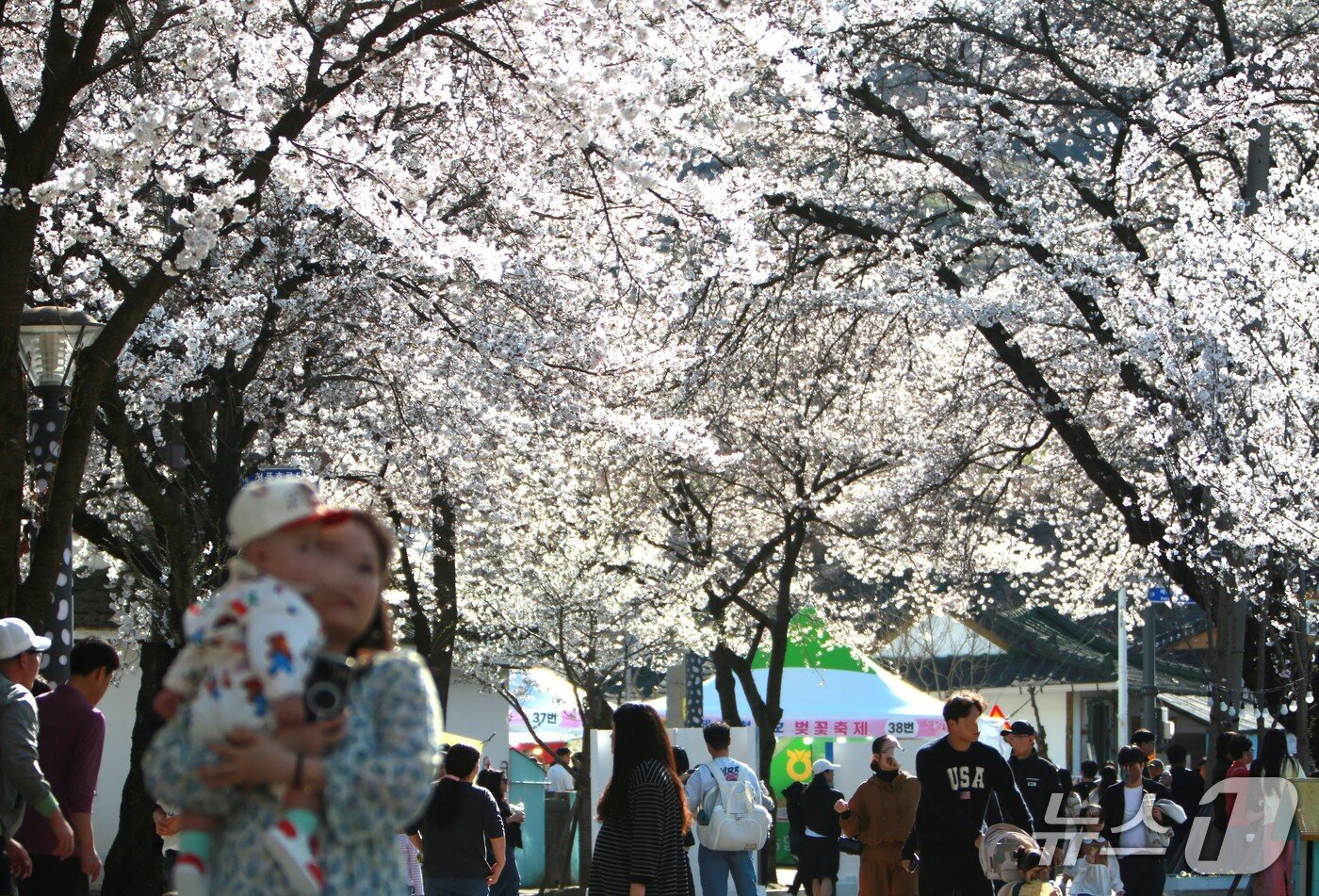 본문 이미지 -  충북 제천시 청풍면 물태리 일원에서 벚꽃이 개화해 나들이 객들이 봄을 즐겼다. 2026. 4.5 ⓒNews1 /뉴스1 손도언 기자 