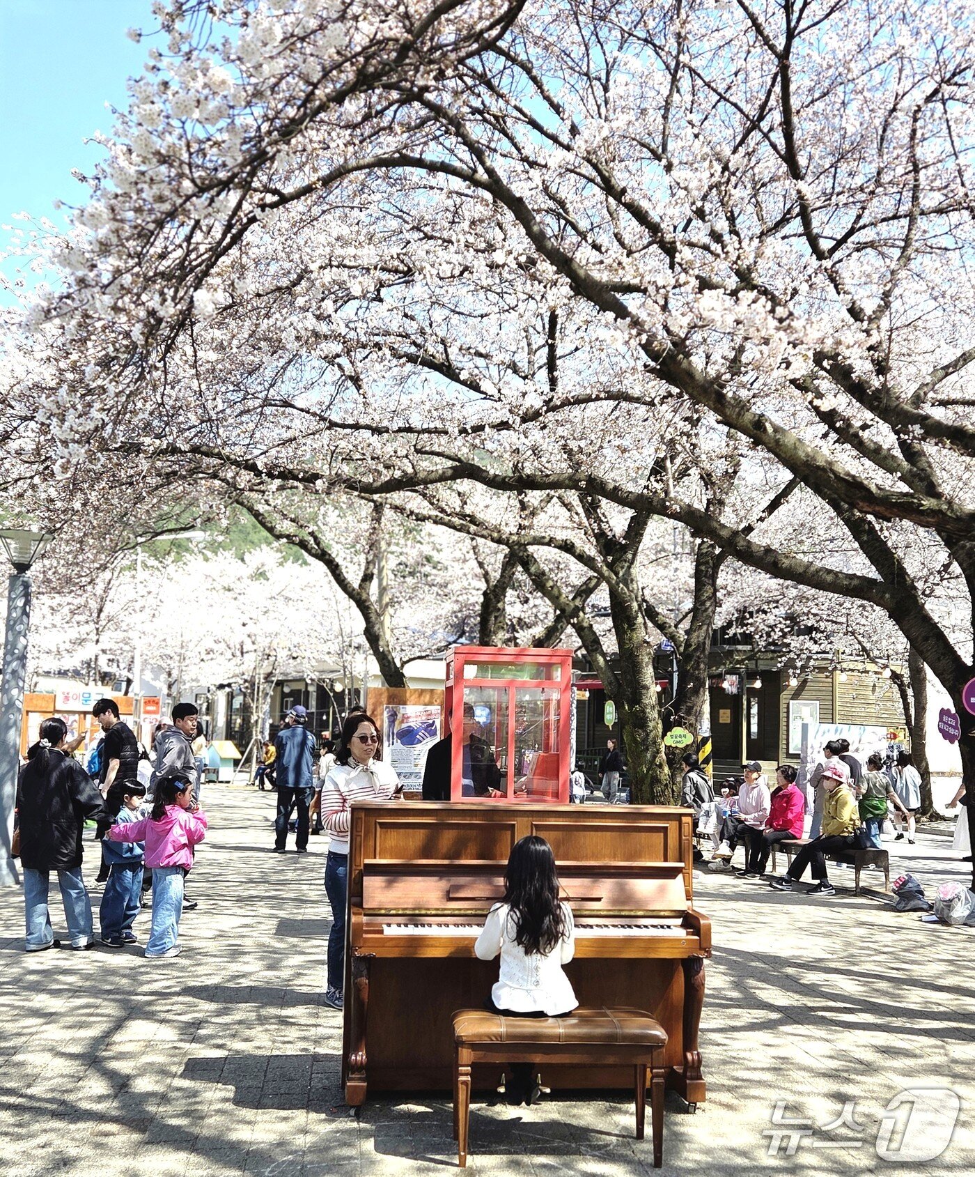 본문 이미지 -  한 어린이가 5일 제천 청풍호 벚꽃 아래에서 피아노를 연주하고 있다.(독자 제공. 재판매 및 DB금지)