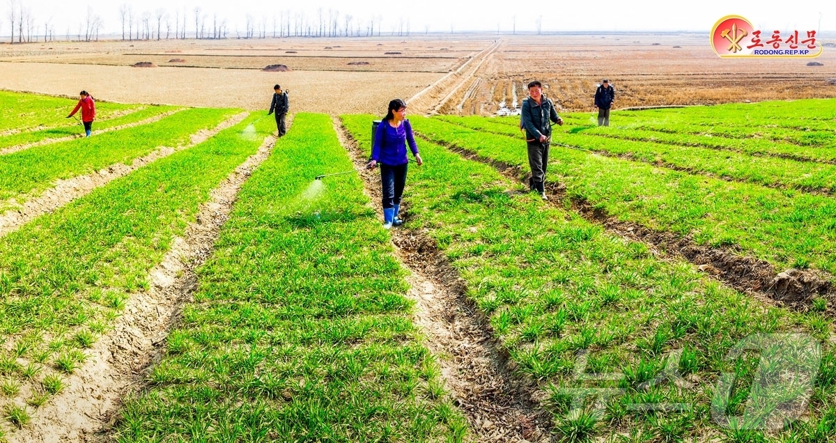 (평양 노동신문=뉴스1) = 북한 노동당 기관지 노동신문은 6일 "벽성군 서원농장에서 앞그루작물에 대한 비배관리를 책임적으로 하고 있다"고 선전했다.[국내에서만 사용가능. 재배포 …
