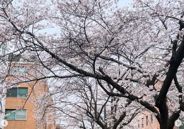 이유영, 둘째 임신했다…벚꽃길서 D라인 공개 "살찐 임신부"