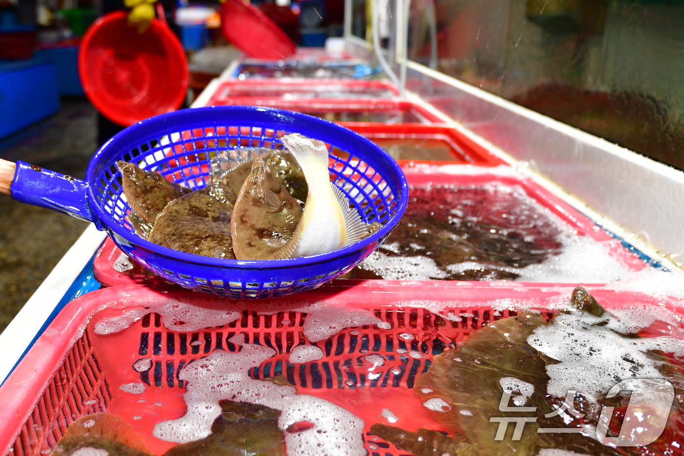 (포항=뉴스1) 최창호 기자 = 6일 경북 포항시 죽도어시장 내 횟집 수족관에서 상인이 제철 생선인 도다리를 옮기고 있다. 2026.4.6/뉴스1