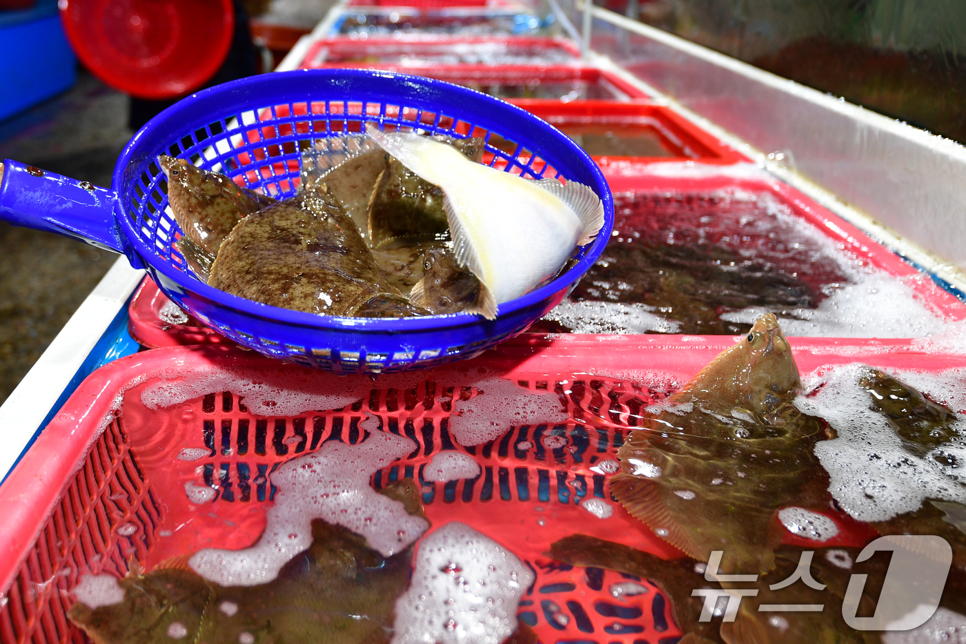 (포항=뉴스1) 최창호 기자 = 6일 경북 포항시 죽도어시장 내 횟집 수족관에서 상인이 제철 생선인 도다리를 옮기고 있다. 2026.4.6/뉴스1