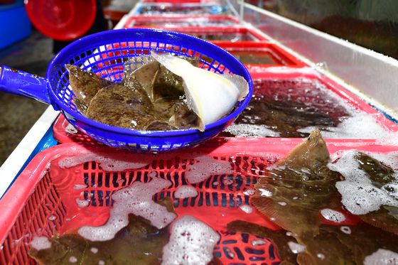 도다리 '살아있네'