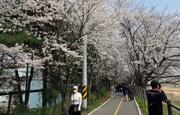 조치원 봄꽃축제' 성료…2만명 몰려 세종시 대표 행사 입증