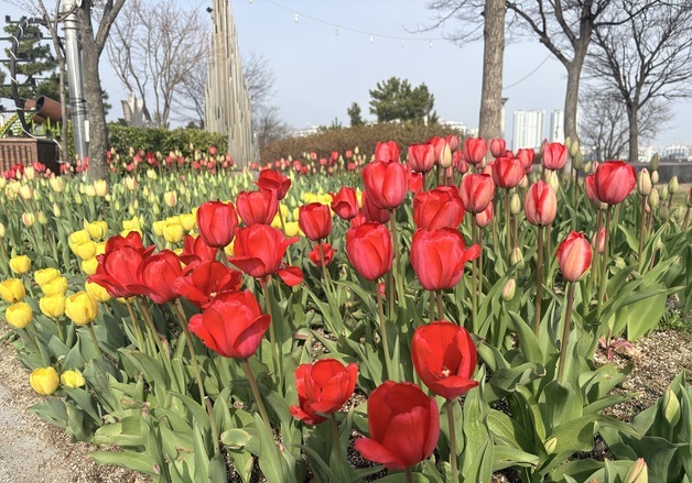 속초 청초호, 봄꽃으로 물든다…튤립 7만본 식재