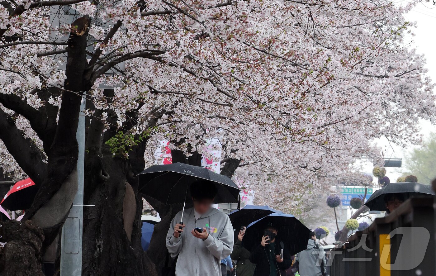 본문 이미지 - 봄비가 내리는 6일 서울 영등포구 윤중로에서 열린 여의도 벚꽃축제를 찾은 시민과 외국인 관광객들이 벚꽃길을 걷고 있다. 2026.4.6 ⓒ 뉴스1 김진환 기자
