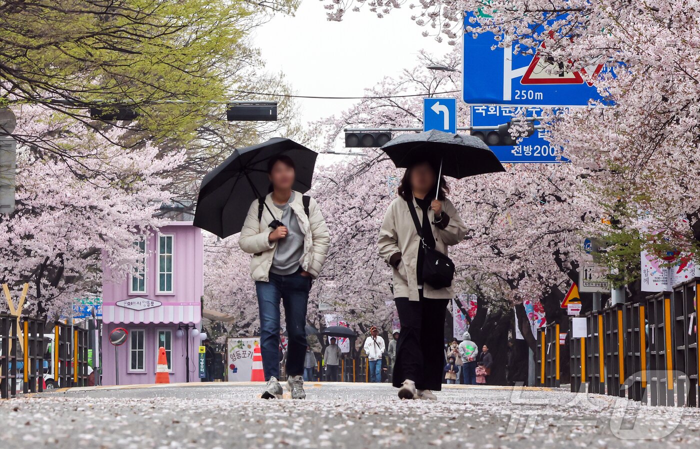본문 이미지 - 봄비가 내리는 6일 서울 영등포구 윤중로에서 열린 여의도 벚꽃축제를 찾은 시민들이 벚꽃길을 걷고 있다. 2026.4.6 ⓒ 뉴스1 김진환 기자