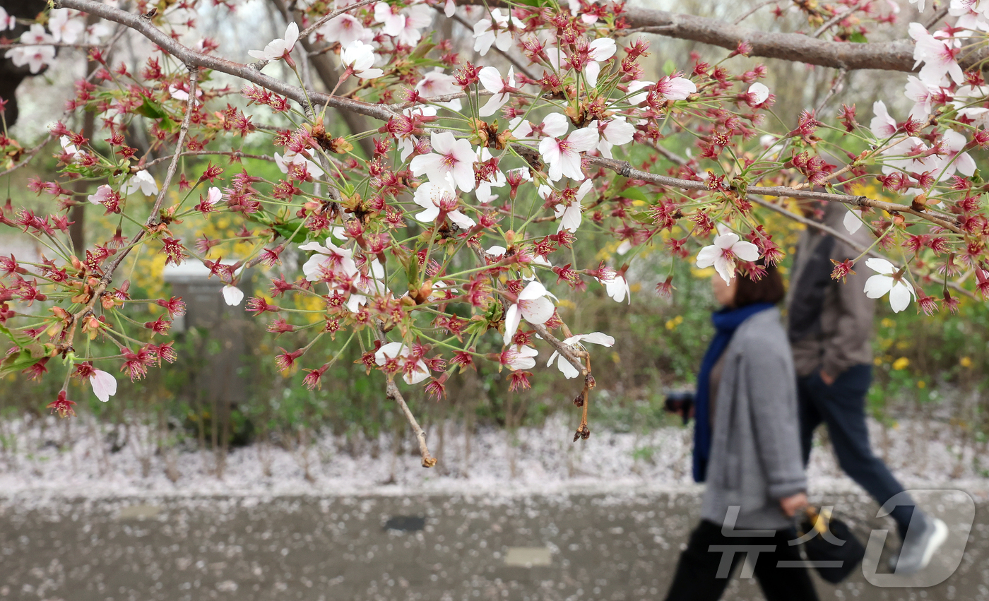 (서울=뉴스1) 김진환 기자 = 봄비가 내리는 6일 서울 영등포구 윤중로에서 열린 여의도 벚꽃축제를 찾은 시민과 외국인 관광객들이 벚꽃길을 걷고 있다. 2026.4.6/뉴스1
