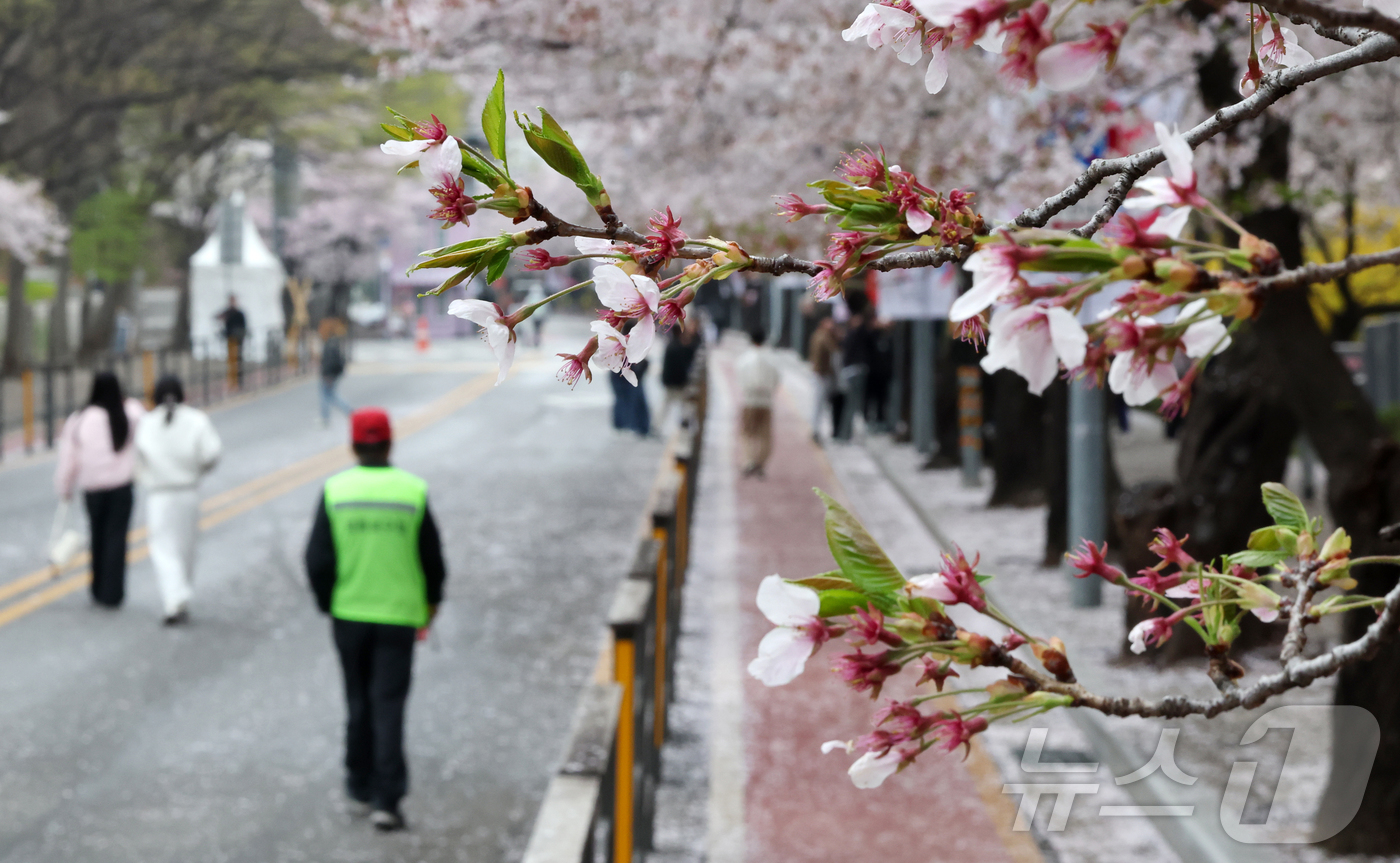 (서울=뉴스1) 김진환 기자 = 봄비가 내리는 6일 서울 영등포구 윤중로를 찾은 시민들과 외국인 관광객들이 여의도 봄꽃축제를 즐기고 있다. 2026.4.6/뉴스1